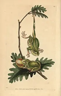 Arborea: Tree frog, Hyla arborea