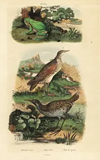 Fries: Tree frog, water rail and landrail