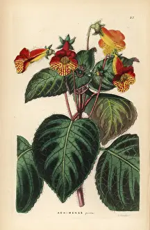 Picta: Tree gloxinia, Kohleria amabilis