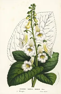 Gloxinia: Tree gloxinia, Smithiantha amabilis