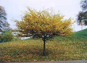 Shedding: TREE IN GREENWICH PARK