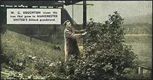 Trafford: Tree growing in damaged stand at Manchester United