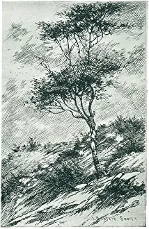 Blustery: Tree in a Gusty Wind
