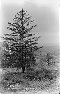 Moor: Tree at Haldon Moor
