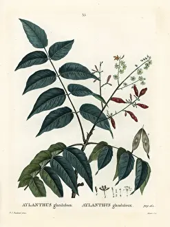 Poupee: Tree of heaven, ailanthus or chouchun, Ailanthus altissima