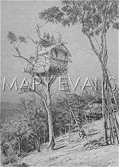 Treehouse: Tree House in New Guinea