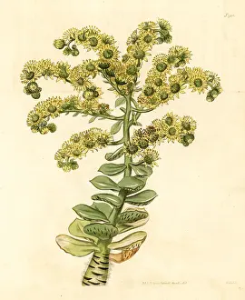 Sempervivum: Tree houseleek, Aeonium smithii