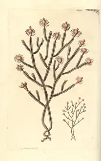 Hydroid: Tree hydroid, Eudendrium ramosum