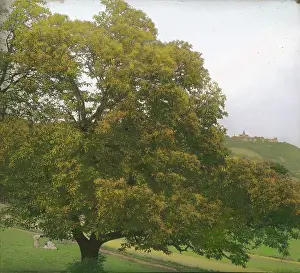Kahlenberg: Tree on the Kahlenberg
