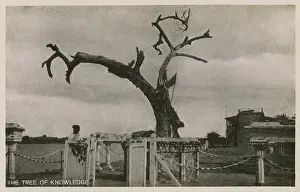 Qurna: Tree of Knowledge, Qurna - Iraq