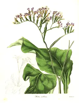 Arborea: Tree-like statice, Statice arborea