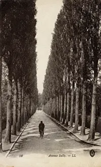 Sully: Tree-lined Avenue Sully, France