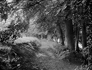 Ilsley: Tree lined path