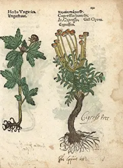 Arborea: Tree mallow, Malva arborea, and cypress tree