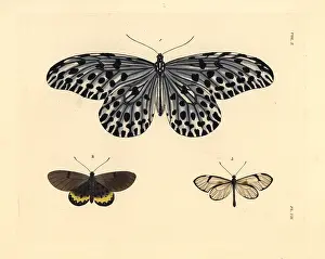 Diaphana: Tree-nymph, large smoky acraea and glasswing