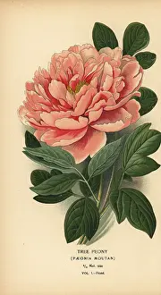 Moutan: Tree peony, Paeonia moutan