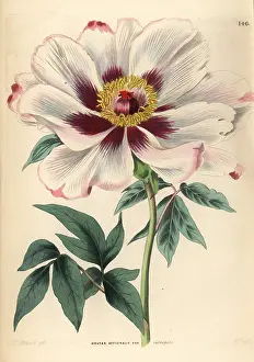 Variegata: Tree peony, Paeonia officinalis