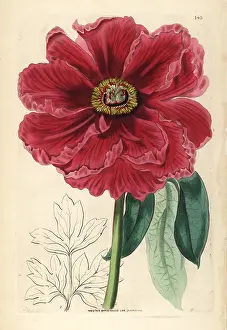 Moutan: Tree peony, Paeonia officinalis
