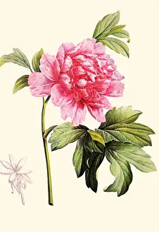 Peony: Tree Peony, Paeonia suffructicosa