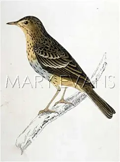 Anthus: TREE PIPIT (MORRIS)