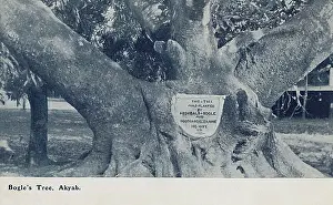 Akyab: Tree planted by Archibald Bogle and his wife - Myanmar