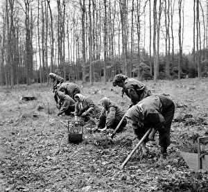 Konopiste: Tree planting