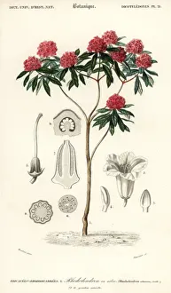 Louis Joseph Edouard Maubert: Tree rhododendron, Rhododendron arboreum