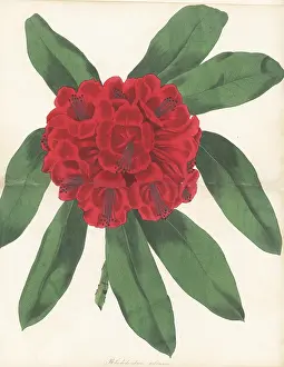 Volume 1: Tree rhododendron, Rhododendron arboreum