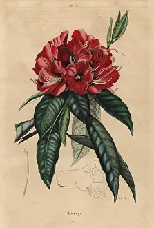 Arboreum: Tree rhododendron, Rhododendron arboreum