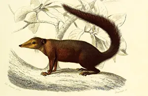 Shrew: Tree Shrew (Tupaia ferruginea)