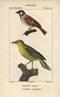 1780 1845: Tree sparrow, Passer montanus, and village