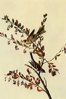 Sparrow: Tree Sparrow, Spizella arborea