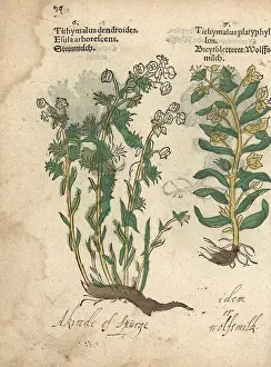 Spurge: Tree spurge, Euphorbia dendroides, and broadleaf