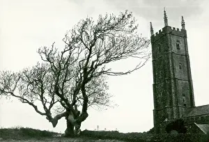 Hartland: Tree and St Nectan's Church, Stoke, Hartland, Devon