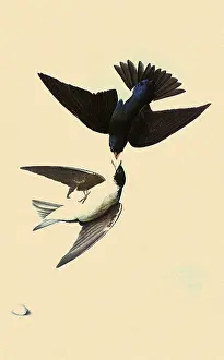 Bicolor: Tree Swallow, Iridoprocne bicolor