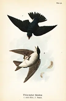 Bicolor: Tree swallow, Tachycineta bicolor