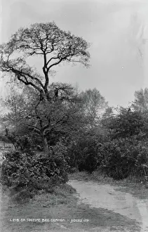 Outwards: Tree on Tooting Bec Common