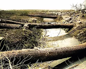 Logs: Tree trunks cut by Germans, Western Front, WW1