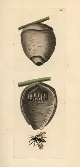 Vespa: Tree wasp, Dolichovespula sylvestris