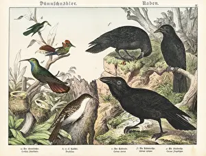 Kolibri: Treecreeper, hummingbirds and ravens