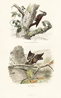 Pourrat: Treecreeper and wryneck