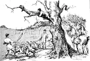 Treed: A Treed Fox 1891