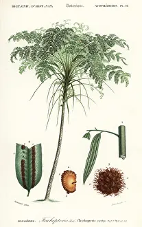 Steel Engravng: Treefern, Cyathea species