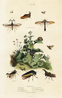 Pedretti: Treehoppers