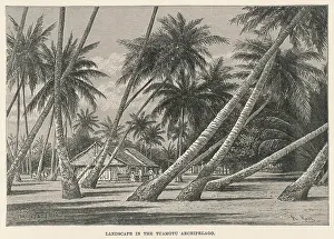 Prevailing: TREES AFFECTED BY WINDS