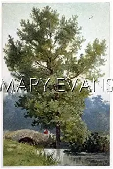 Aspen: TREES/ASPEN POPLAR/CHROM