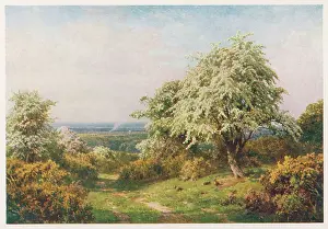 Newlands: TREES IN BLOSSOM 1906