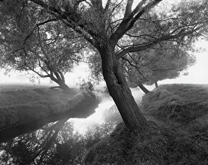 Beverley: TREES BY A BROOK