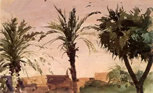 Cycad: Trees, Buildings, Egypt