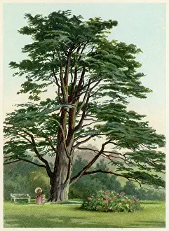 Cedar: TREES/CEDAR LEBANON